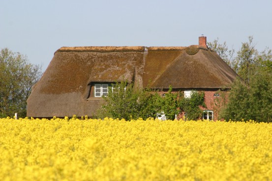 Das Haus bei Rapsblüte