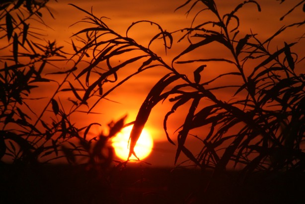 Sonnenuntergang auf Westerdeich