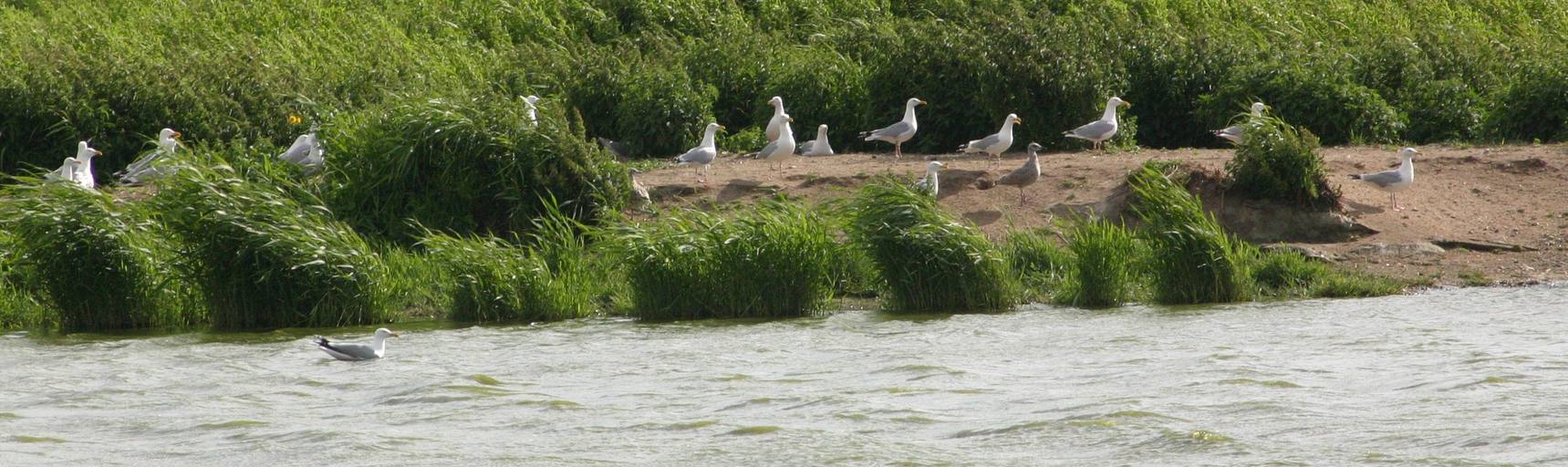 Die Möweninsel - Brutstätte vieler kleiner Silbermöwen