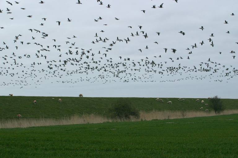 Die Gänse ziehen in den Rickelsbüller Koog